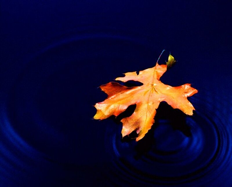 Autumn Leaf on Water — Blue