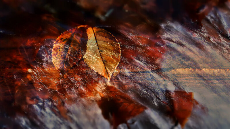 Autumn Leaf on Water — Brown