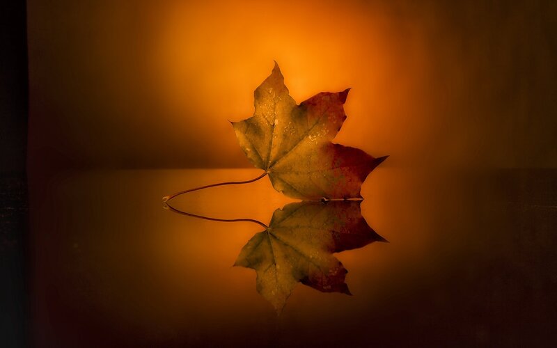 Autumn Leaf on Water — Orange, Serene, Photograph, Reflection