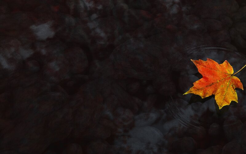 Autumn Leaf on Water — Orange, Serene, Photograph, Rocks