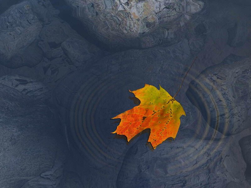 Autumn Leaf on Water — Orange, Serene, Photograph
