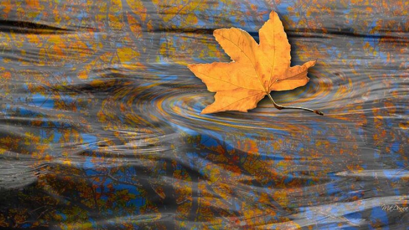 Autumn Leaf on Water — Orange