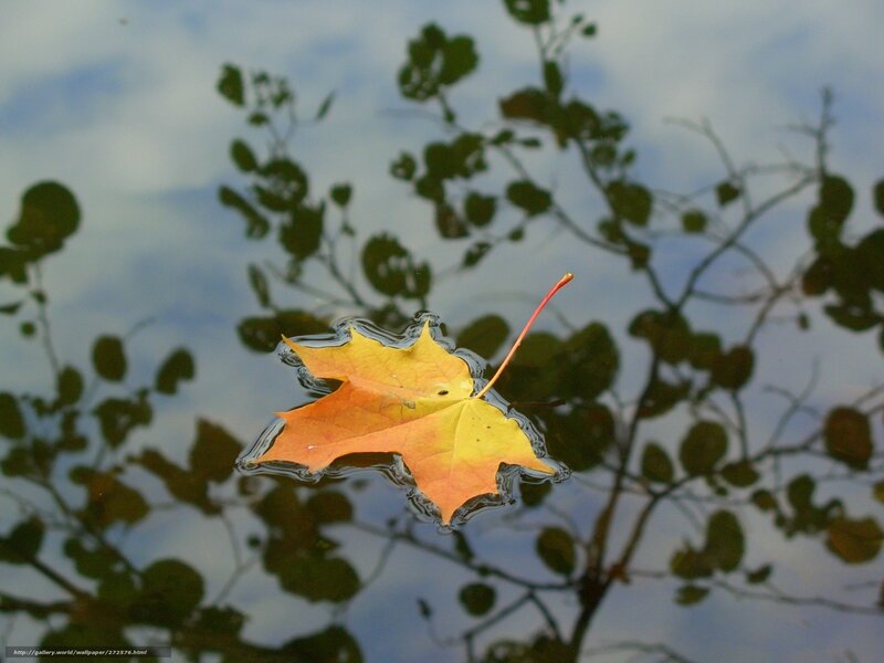Autumn Leaf on Water — Yellow