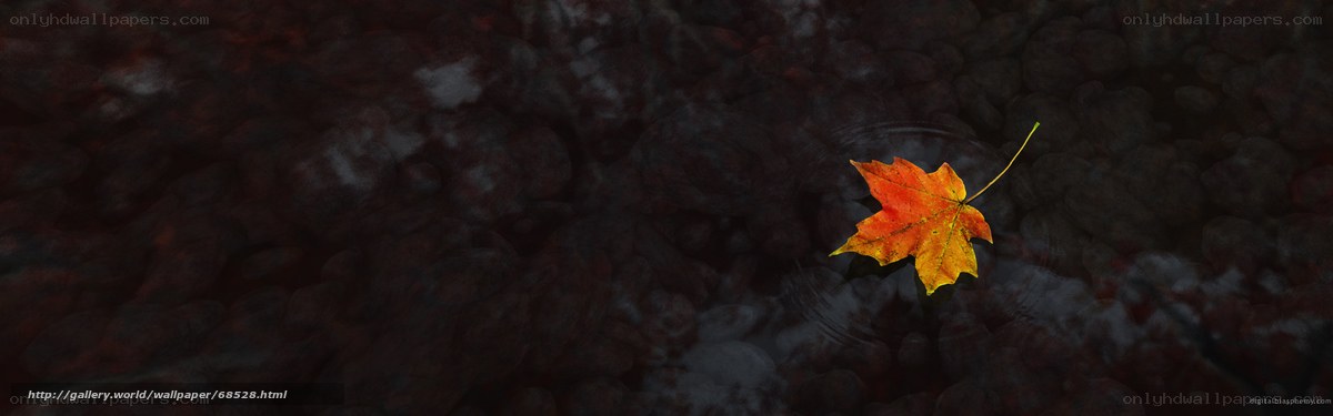 autumn leaf on water