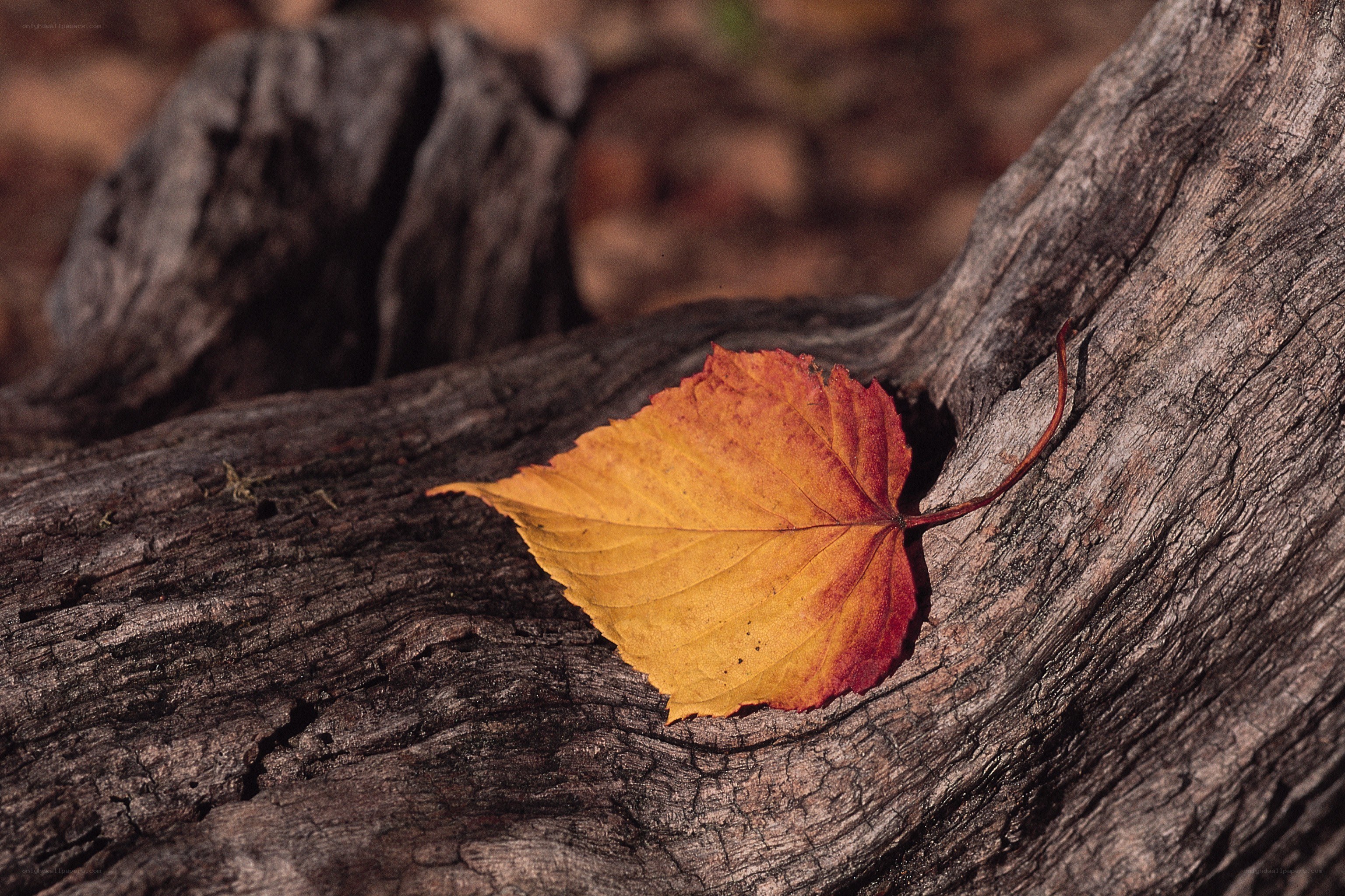 Autumn leaf on weathered wood