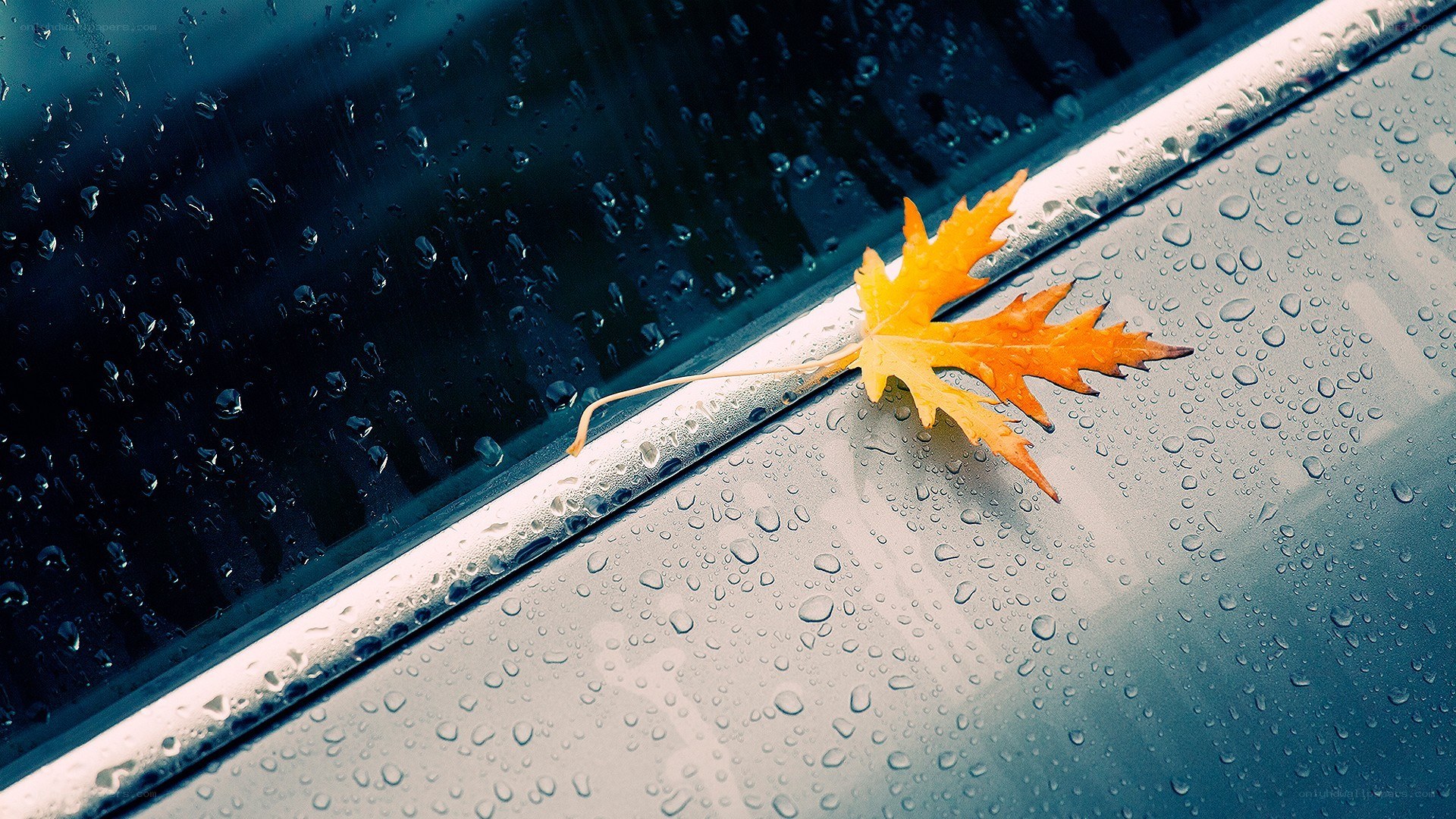 autumn leaf on wet car