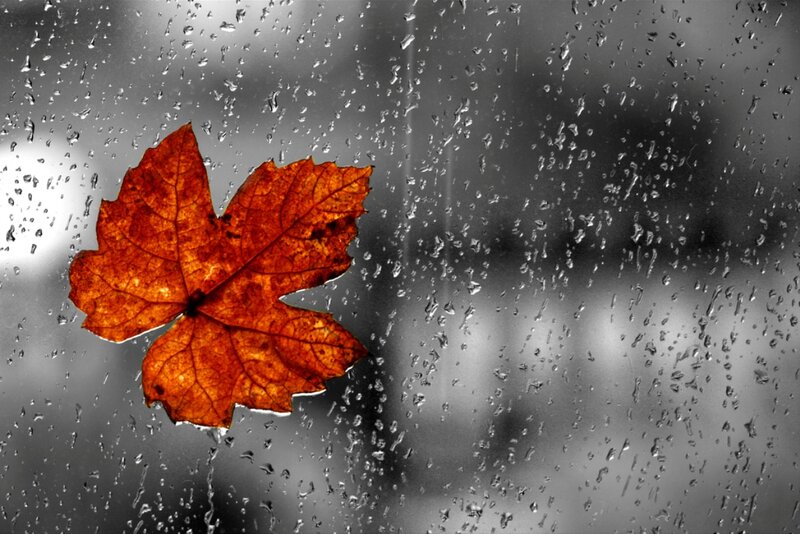 Autumn Leaf on Wet Glass