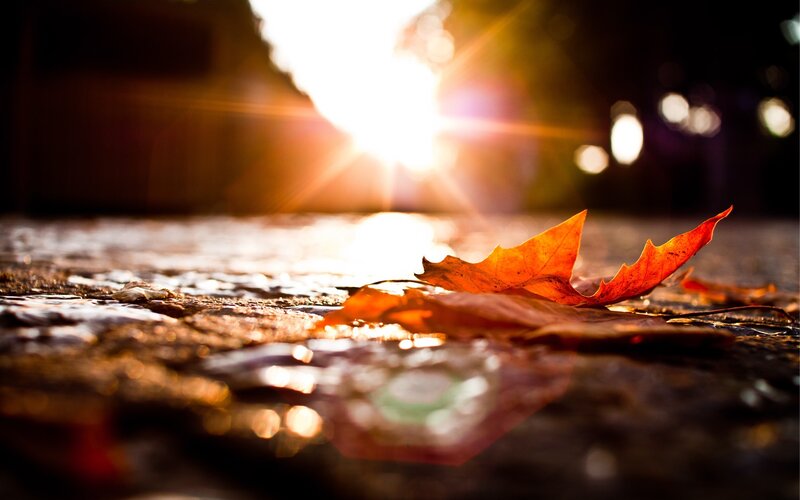 Autumn Leaf on Wet Ground — Orange