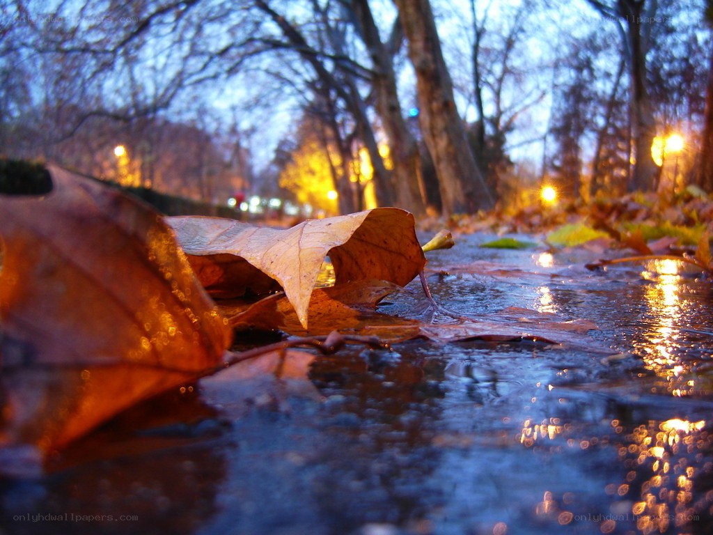 Autumn leaf on wet pavement