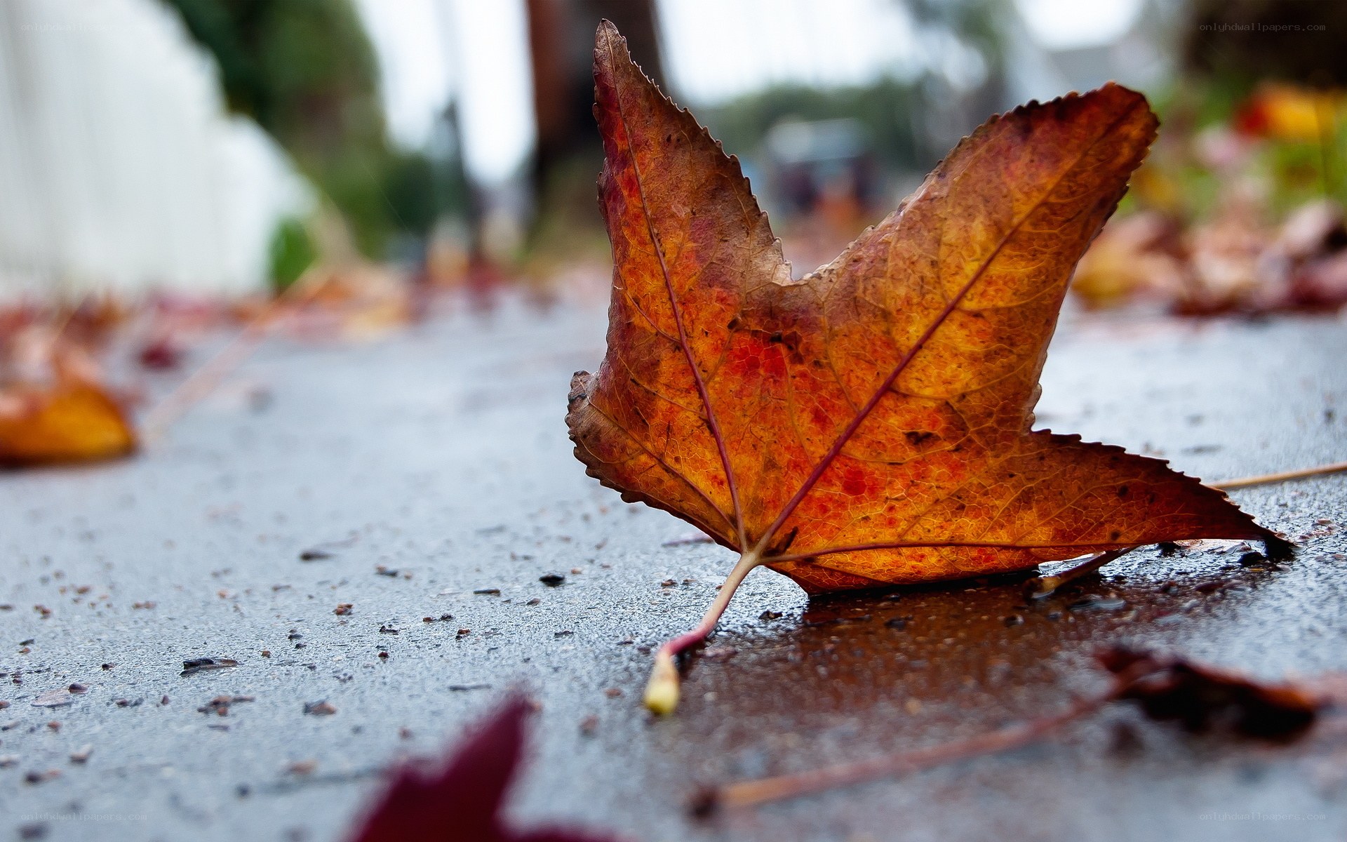 Autumn leaf on wet pavement