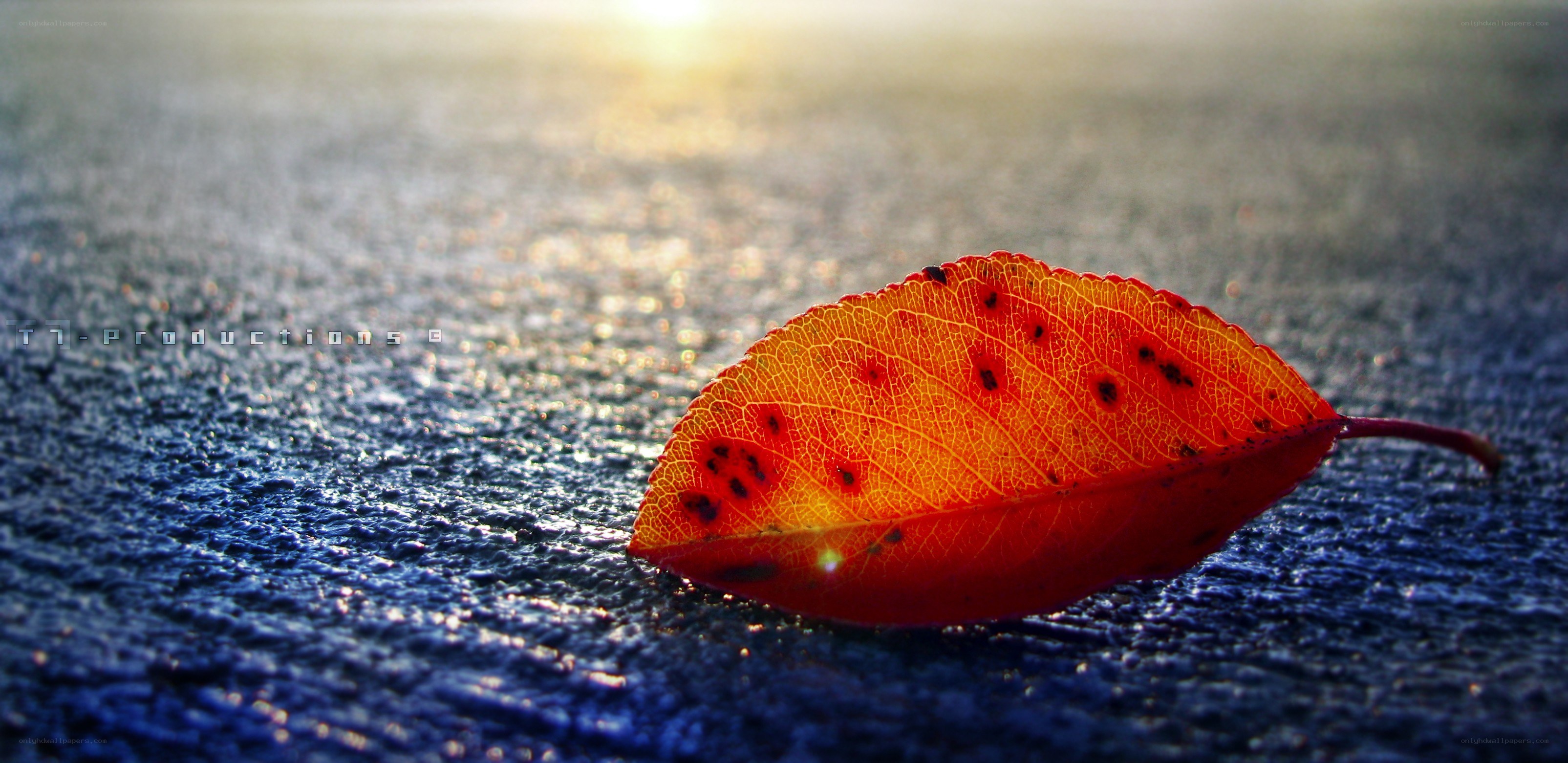 autumn leaf on wet pavement