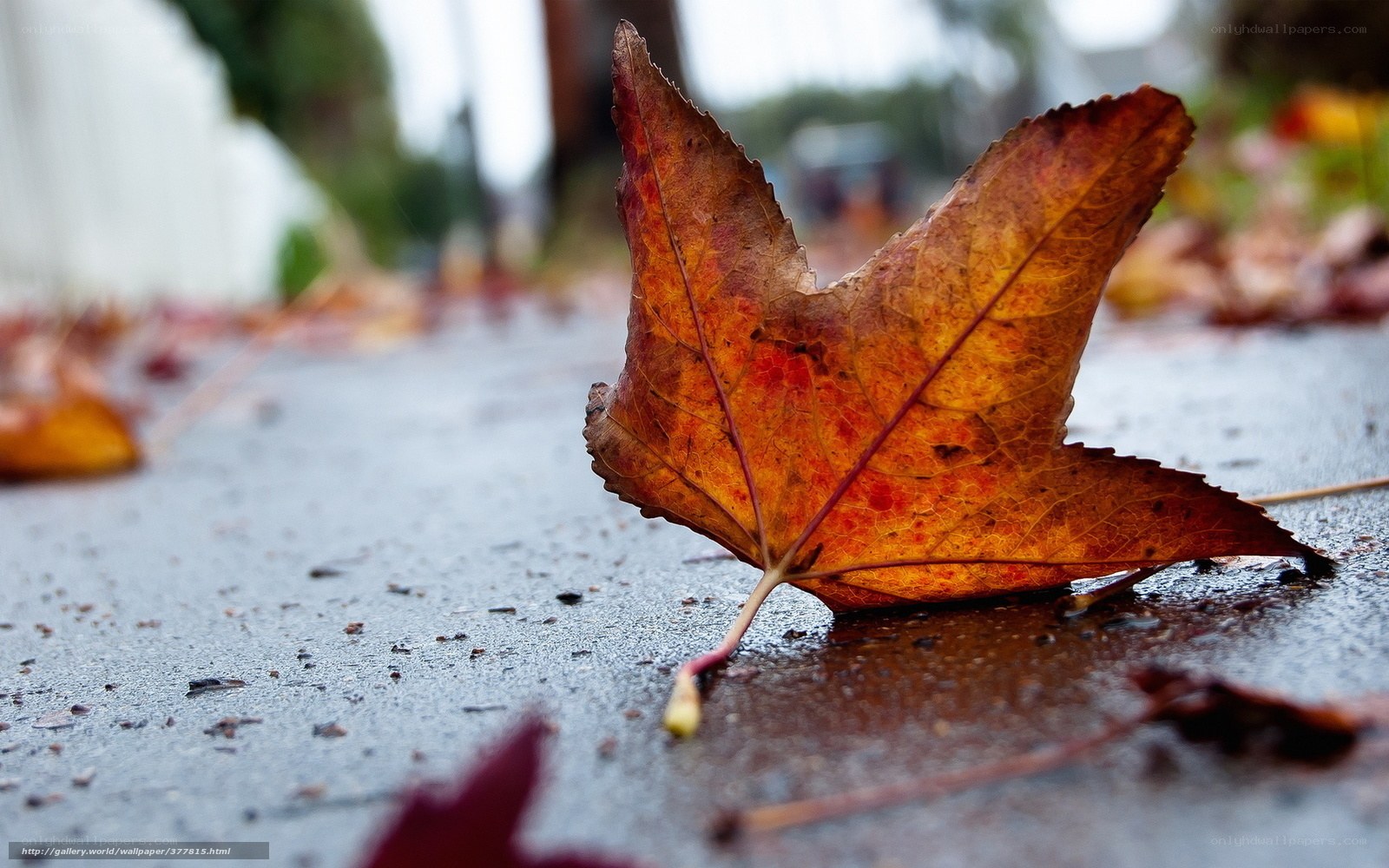 Autumn leaf on wet pavement