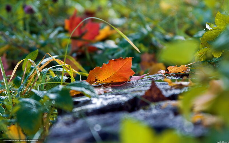 Autumn leaf on wet stone