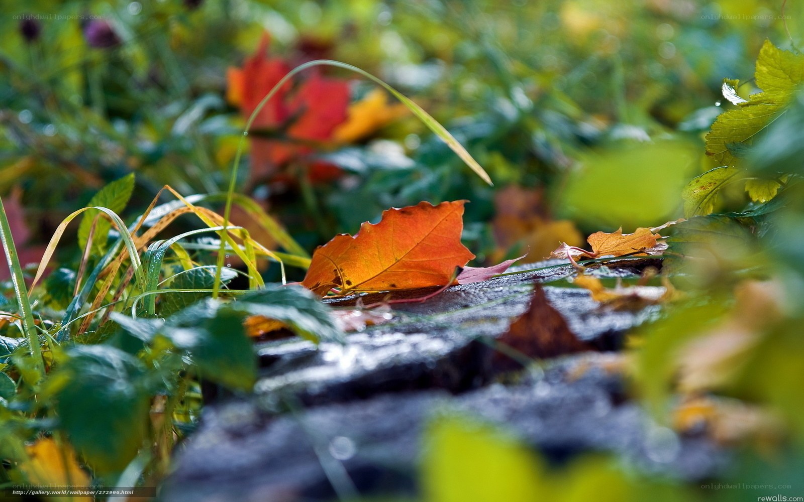 Autumn leaf on wet stone
