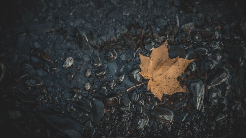 Autumn Leaf on Wet Stones