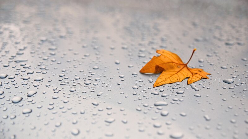 autumn leaf on wet surface