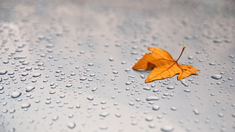 Autumn Leaf on Wet Surface — Orange, Calm