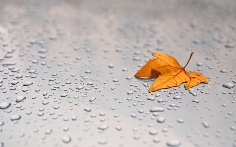 Autumn Leaf on Wet Surface — Orange