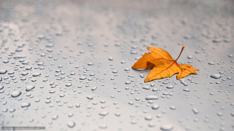 Autumn leaf on wet surface