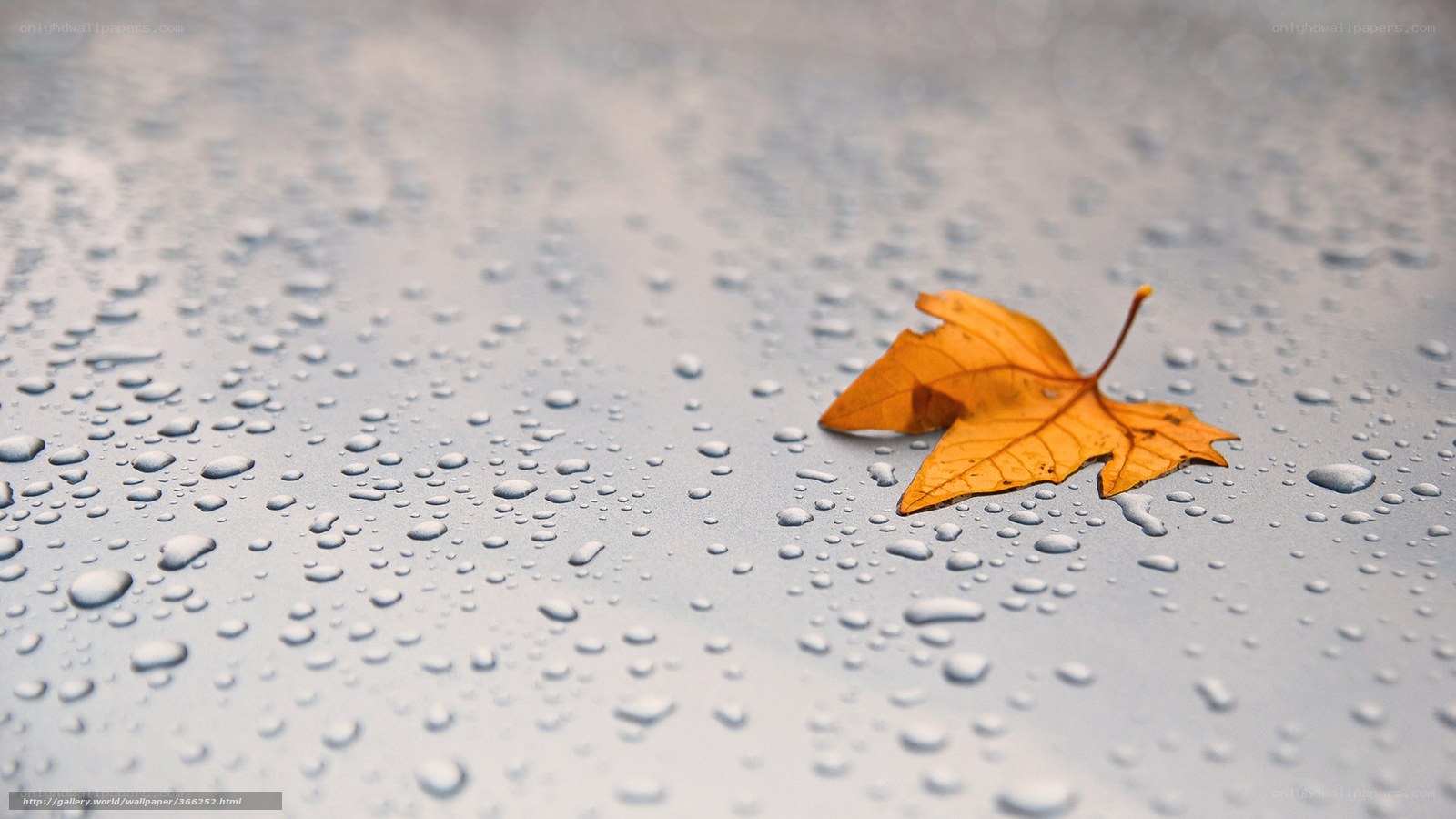 Autumn leaf on wet surface