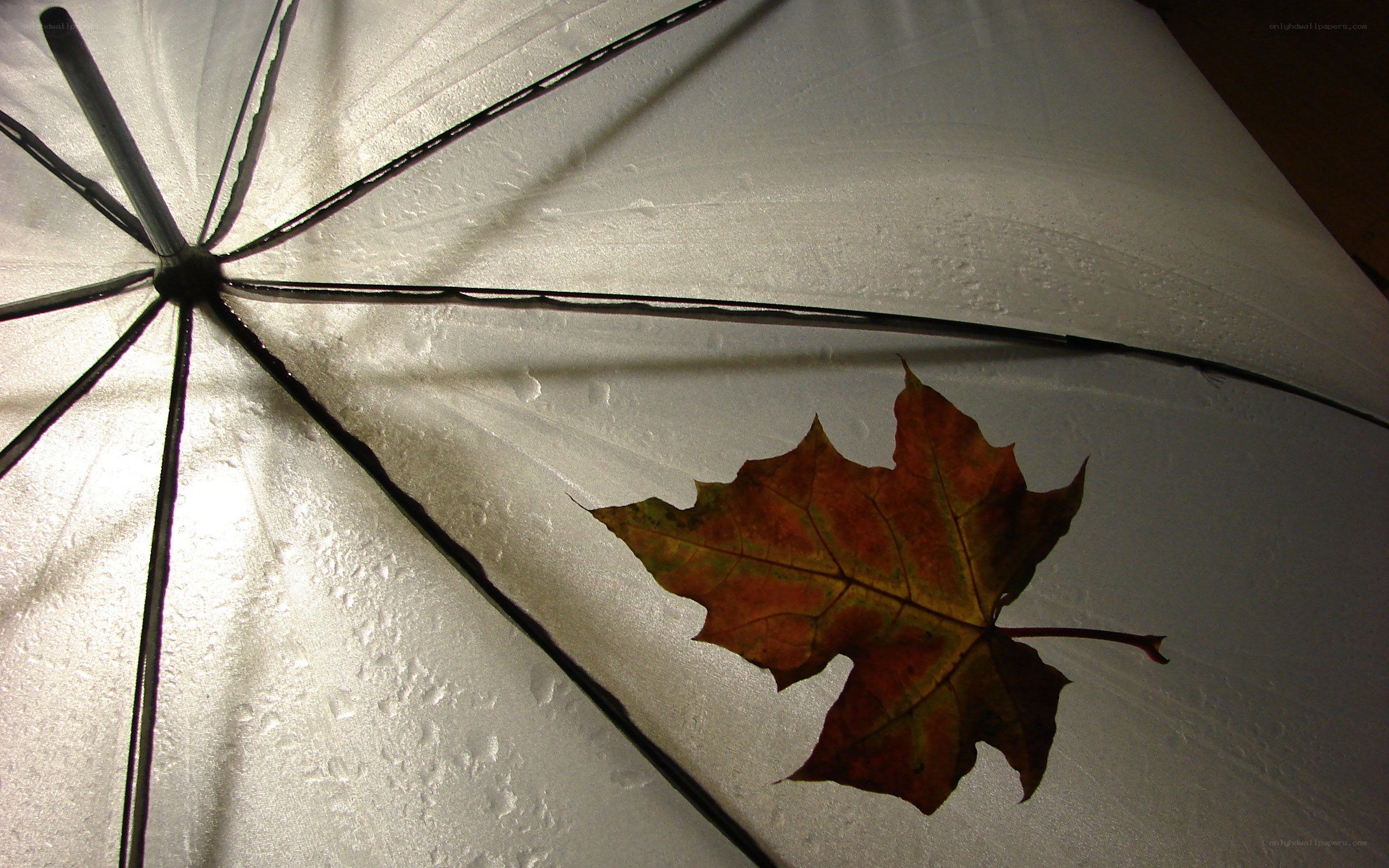 Autumn leaf on wet umbrella