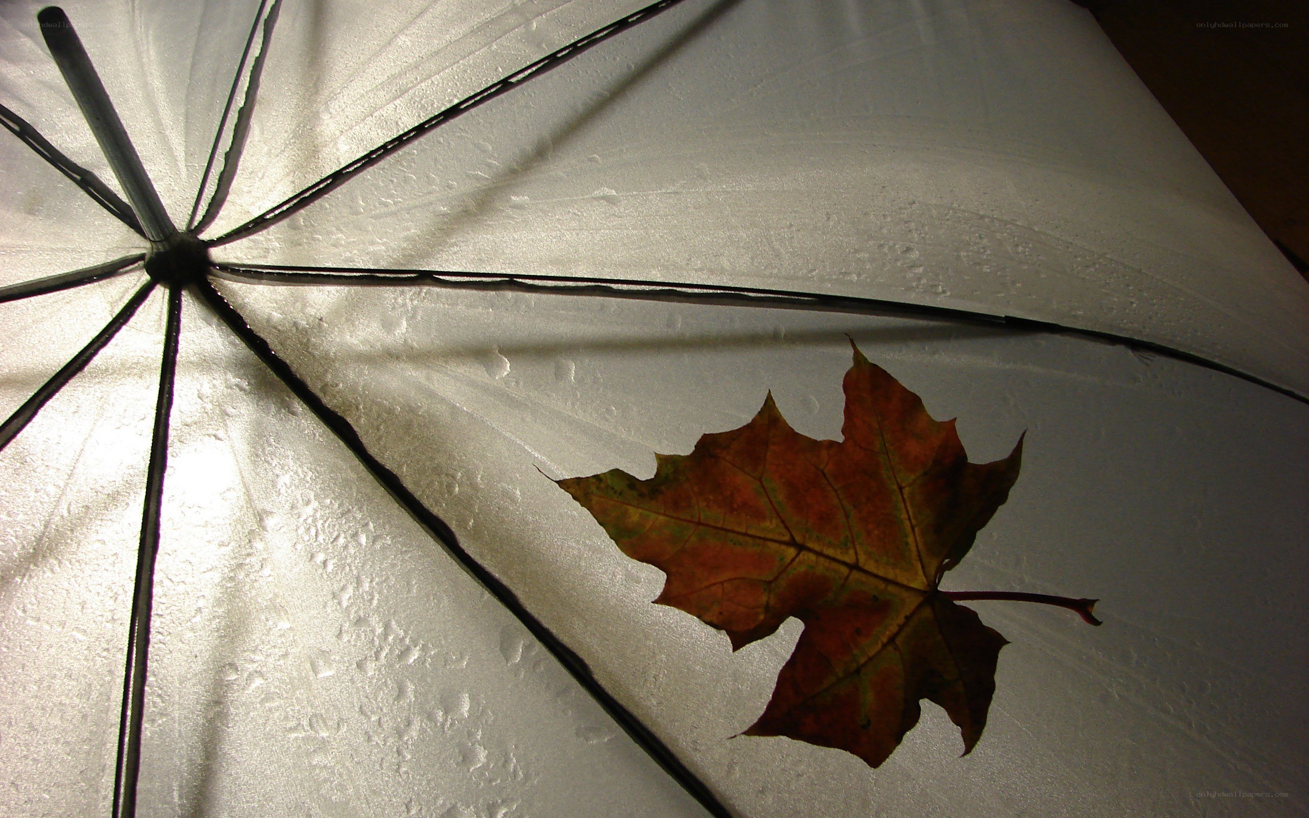 autumn leaf on wet umbrella