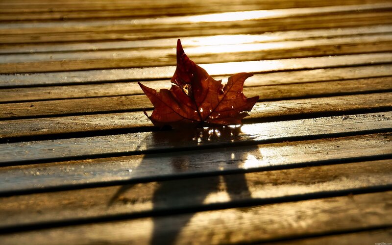 Autumn leaf on wet wood