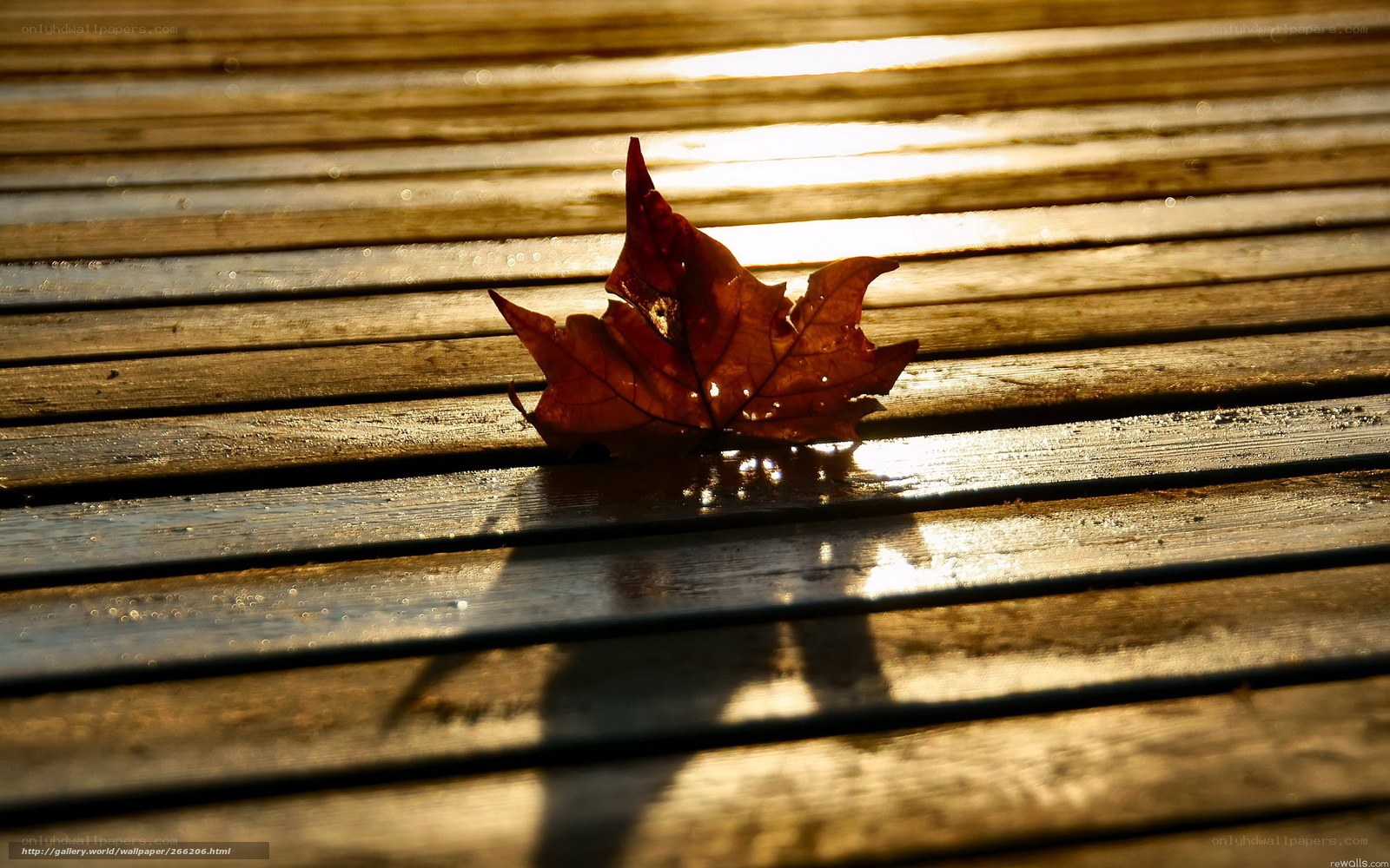 Autumn leaf on wet wood