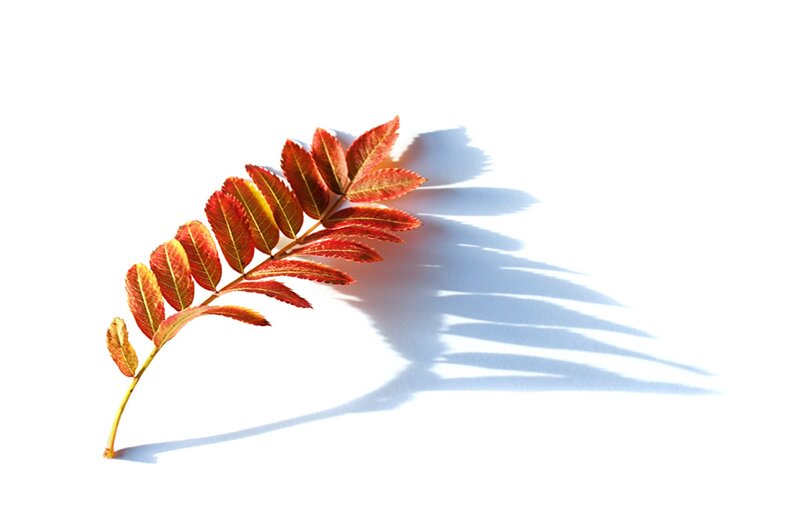 Autumn Leaf on White