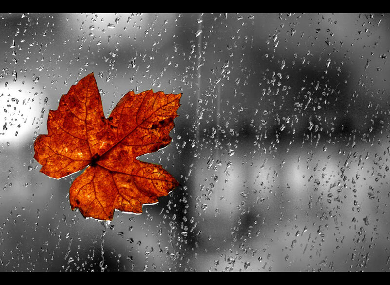 Autumn Leaf on Window