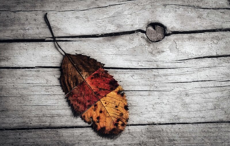 Autumn Leaf on Wood — Brown, Calm