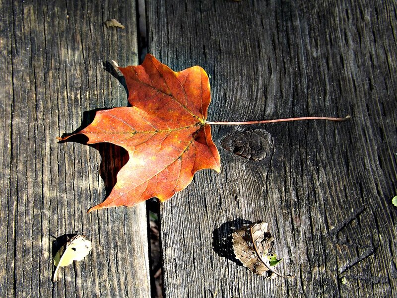 Autumn Leaf on Wood — Brown