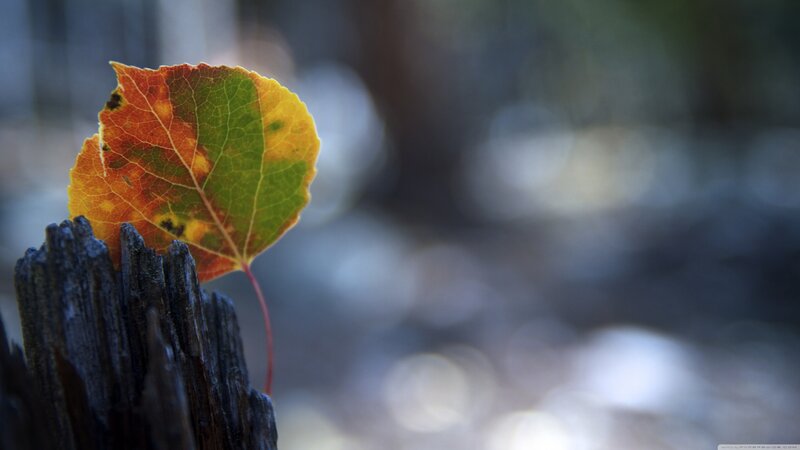 Autumn Leaf on Wood — Green