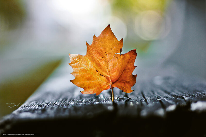 Autumn Leaf on Wood — Orange, Serene, Photograph