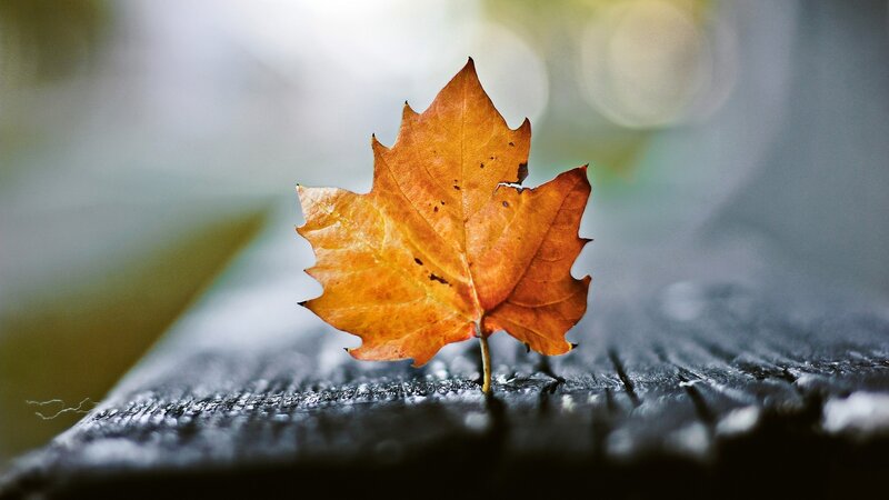Autumn Leaf on Wood — Orange, Serene