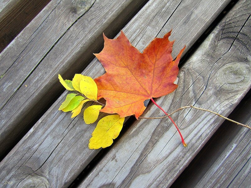 Autumn Leaf on Wood — Orange