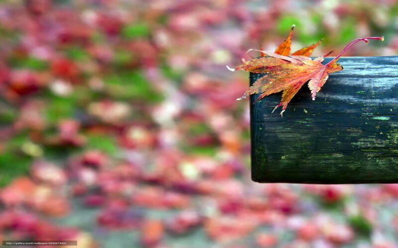 Autumn Leaf on Wood — Red, Serene