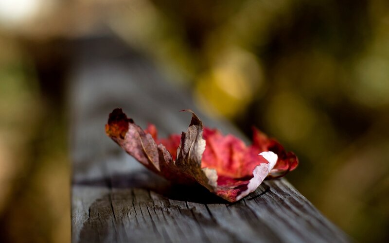 Autumn Leaf on Wood — Red