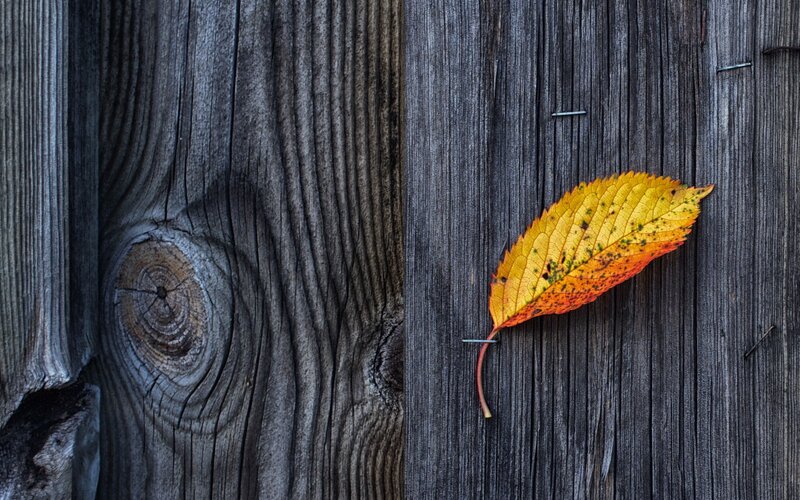 Autumn Leaf on Wood — Yellow