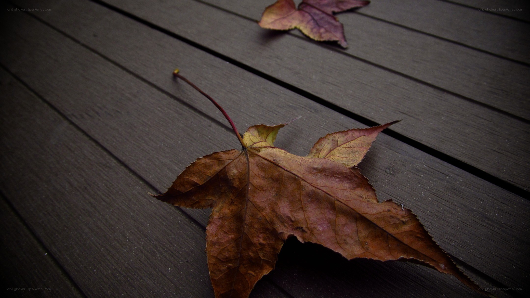 Autumn leaf on wooden deck