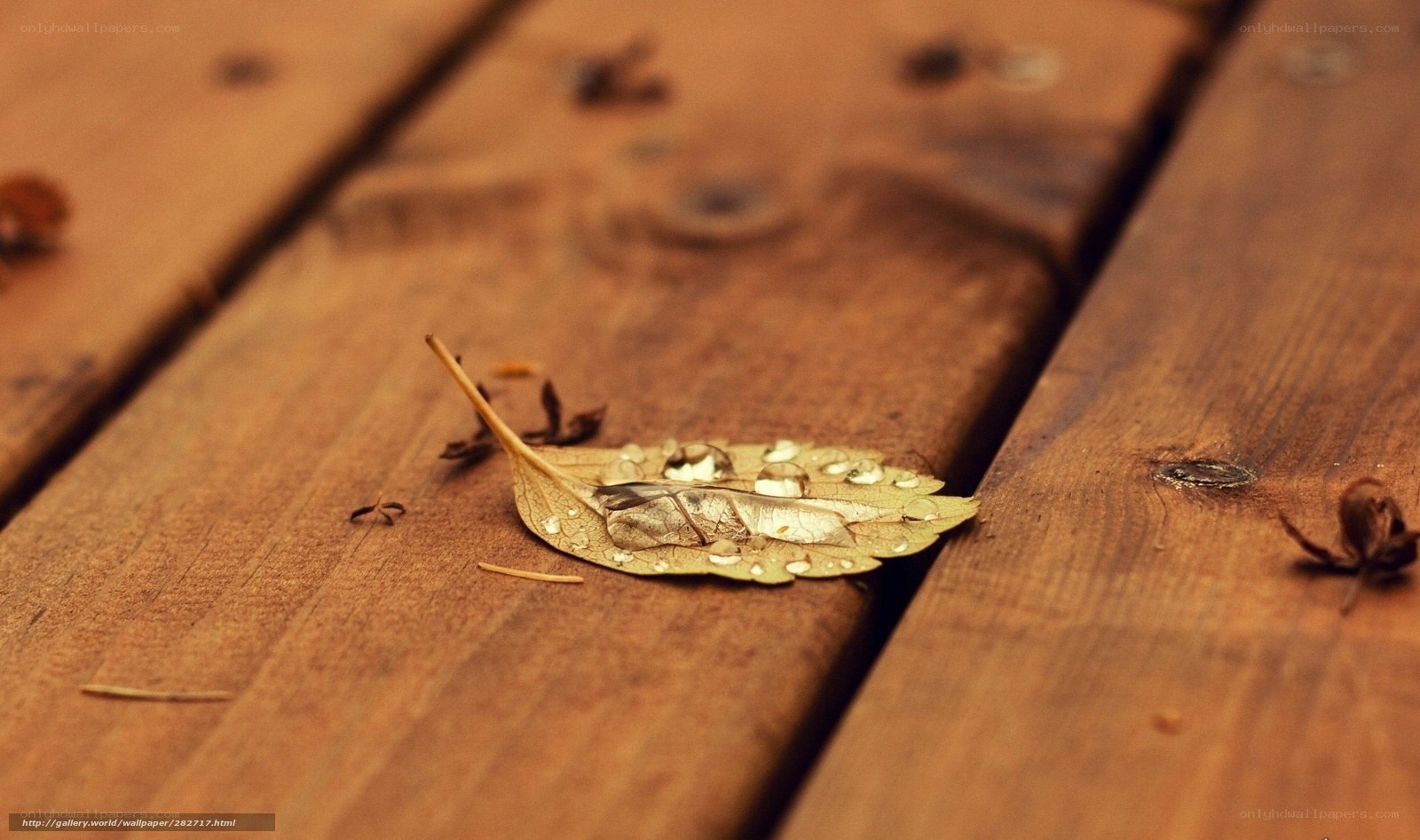 Autumn leaf on wooden deck