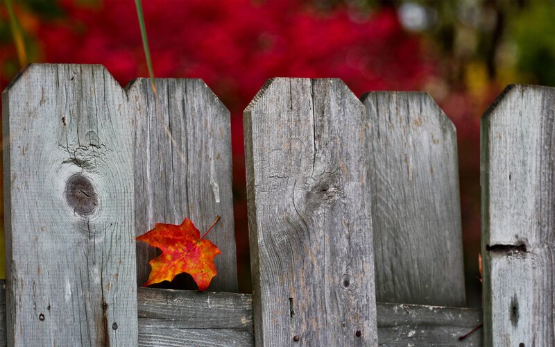 autumn leaf on wooden fence