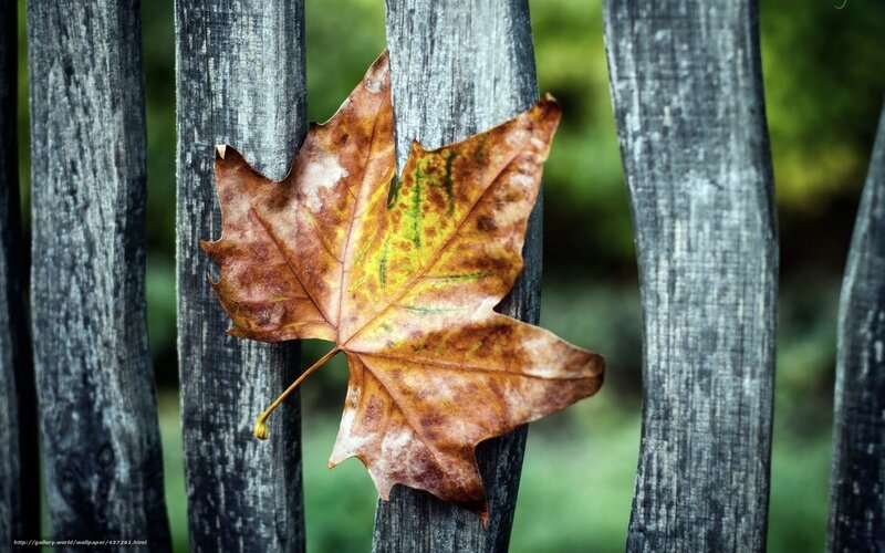 Autumn leaf on wooden fence