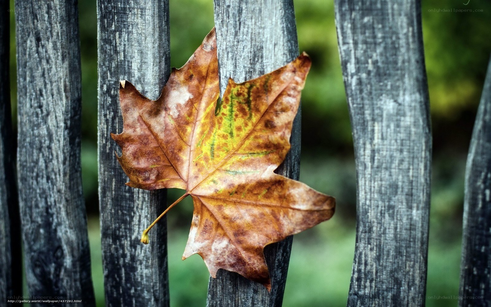 Autumn leaf on wooden fence