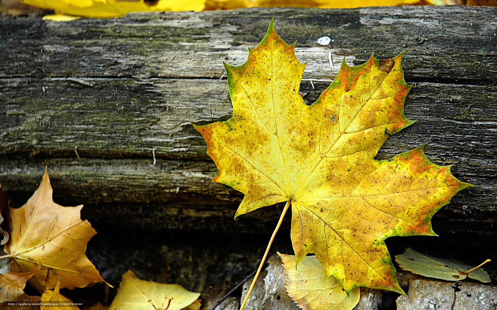 Autumn leaf on wooden log