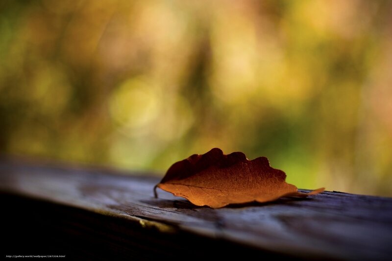 Autumn leaf on wooden surface