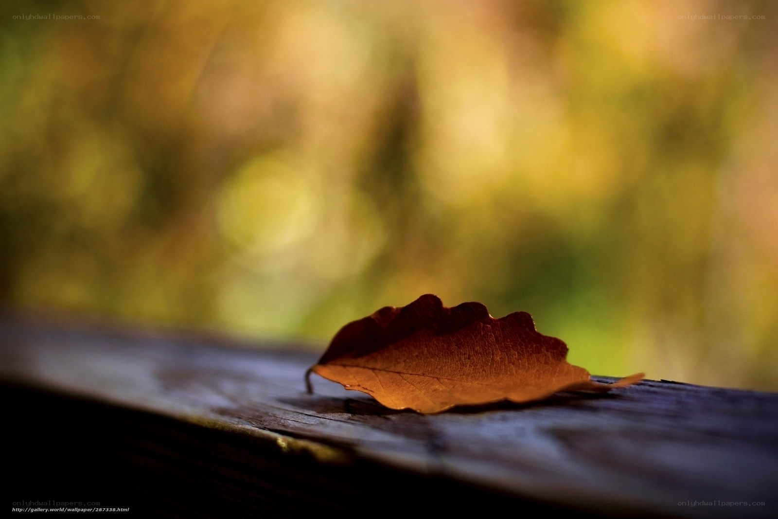 Autumn leaf on wooden surface