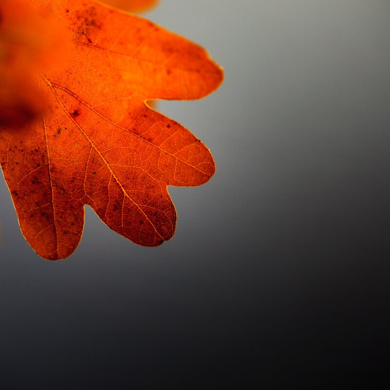Autumn Leaf — Orange