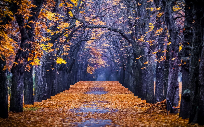 Autumn Leaf Path — Orange