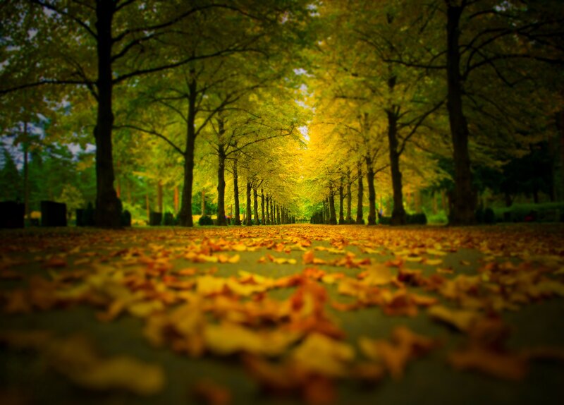 Autumn Leaf Path
